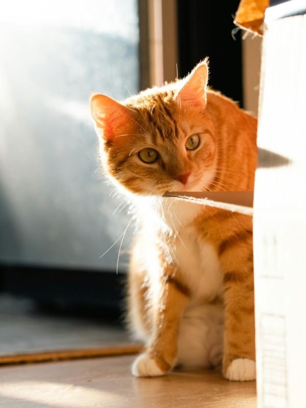 pexels-_littlemoon_-29725600-12944854 pexels-_littlemoon_-29725600-12944854